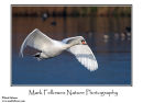 Mute swan Cygnus olor